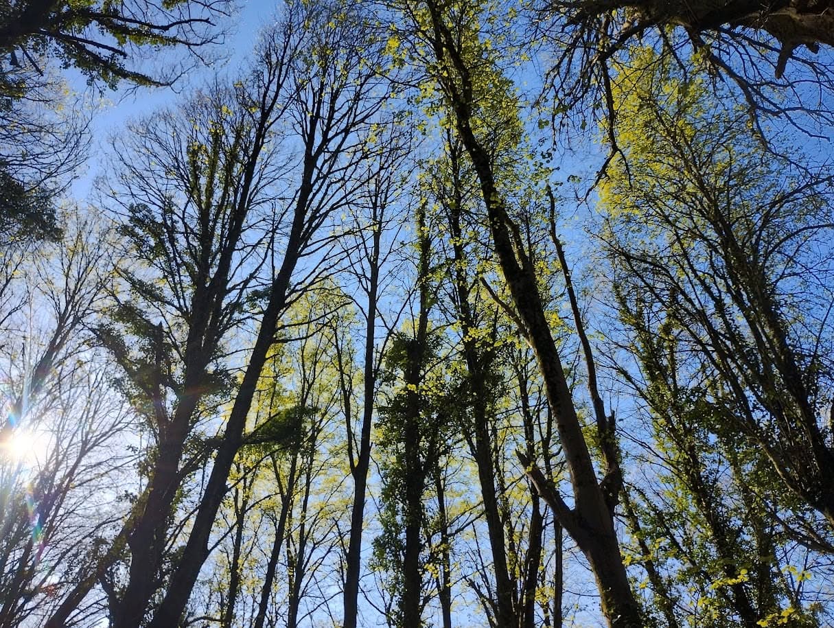 Sunlight through the tree canopy in the local woods